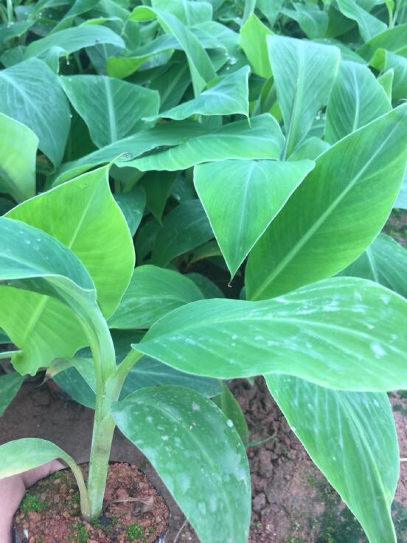 香蕉苗红香蕉金粉米蕉等品种齐全