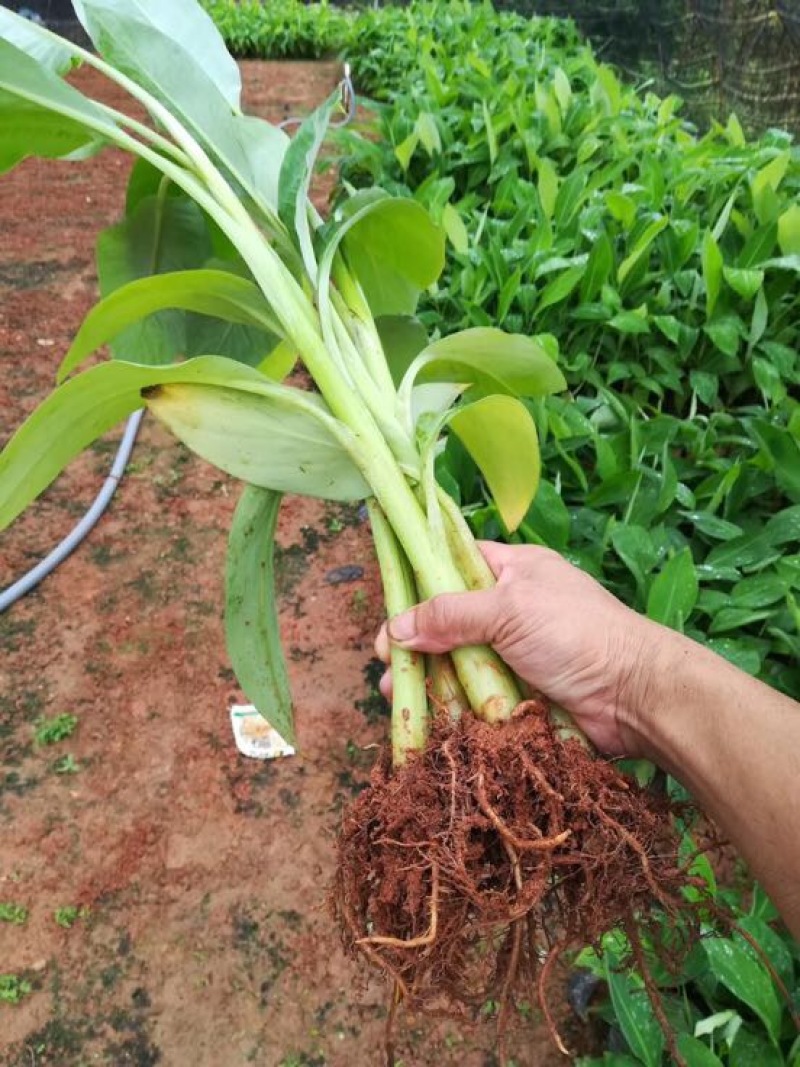 香蕉苗红香蕉金粉米蕉等品种齐全