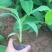 香蕉苗红香蕉金粉米蕉等品种齐全