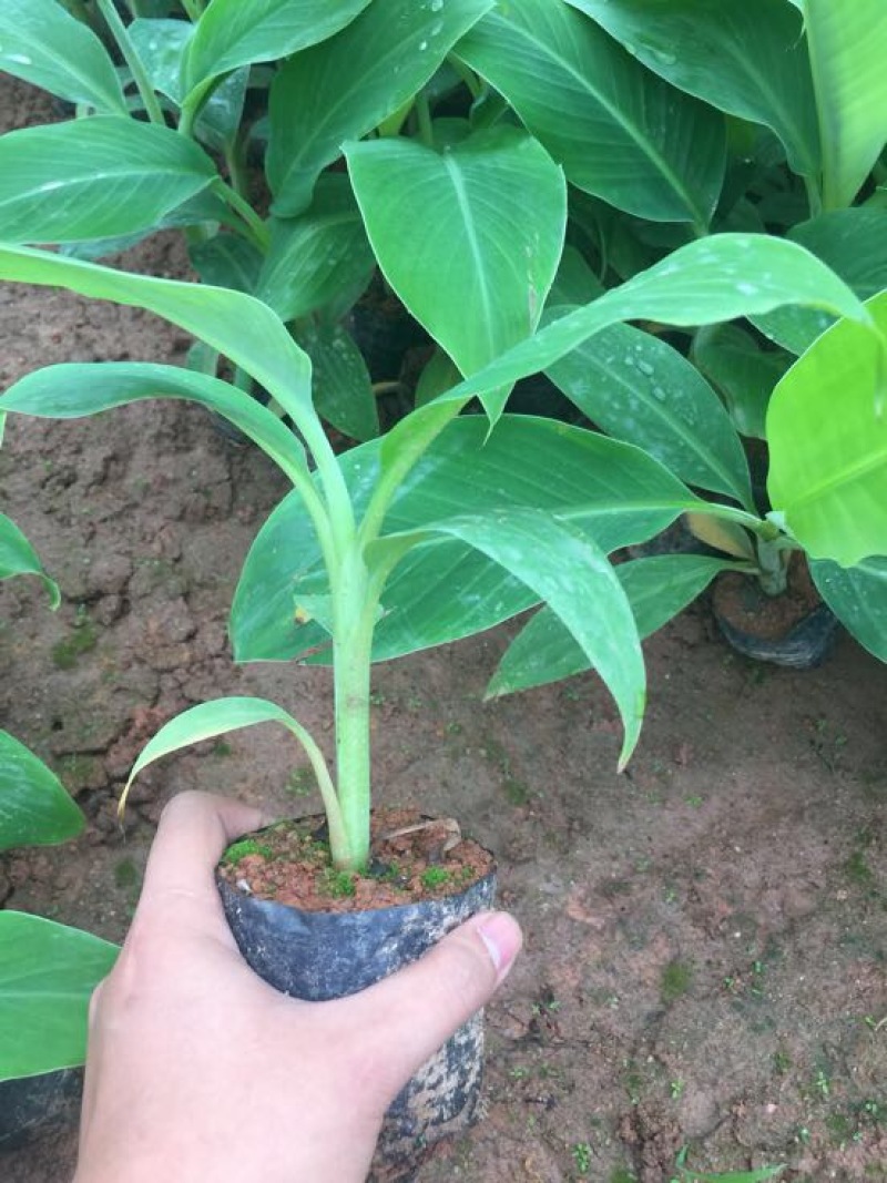 香蕉苗红香蕉金粉米蕉等品种齐全