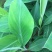 香蕉苗红香蕉金粉米蕉等品种齐全