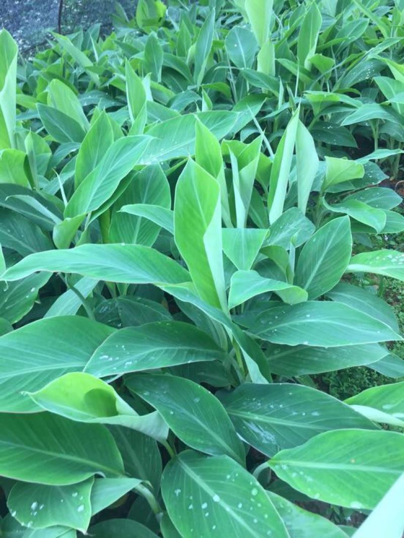 香蕉苗红香蕉金粉米蕉等品种齐全
