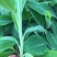香蕉苗红香蕉金粉米蕉等品种齐全