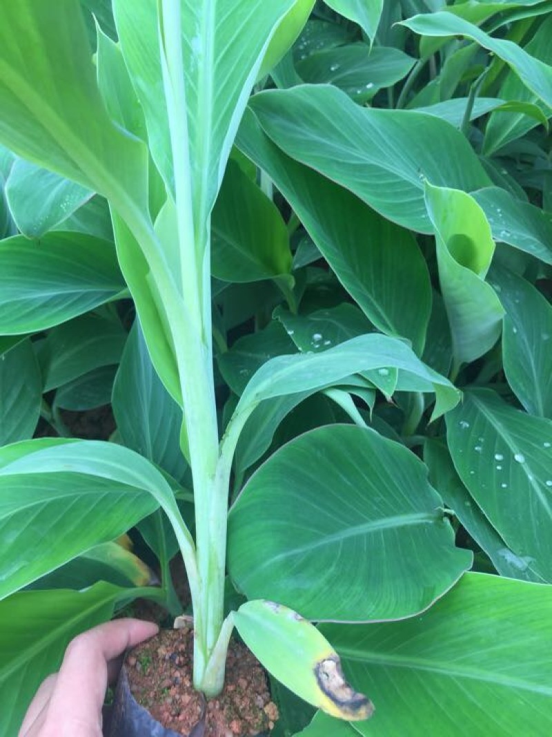 香蕉苗红香蕉金粉米蕉等品种齐全