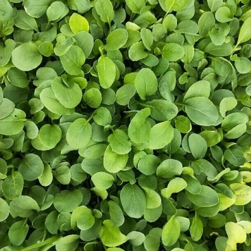 鸡毛菜12-15cm