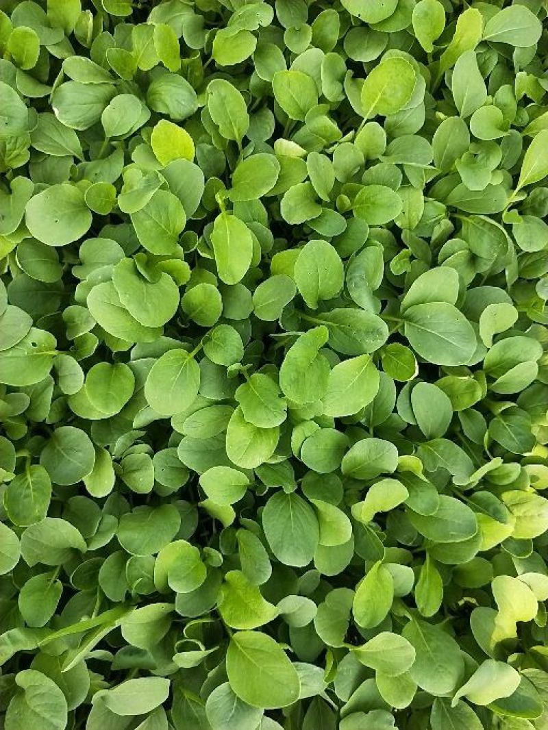 鸡毛菜12-15cm