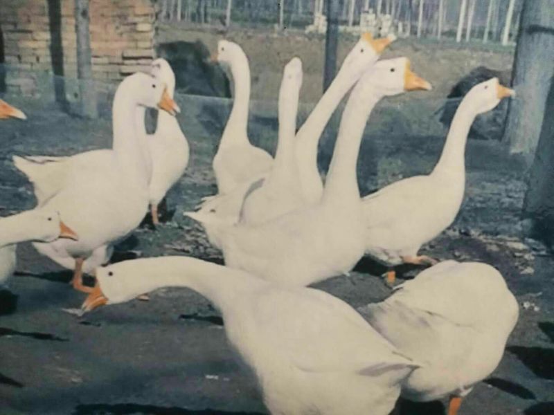 大白鹅杂交鹅