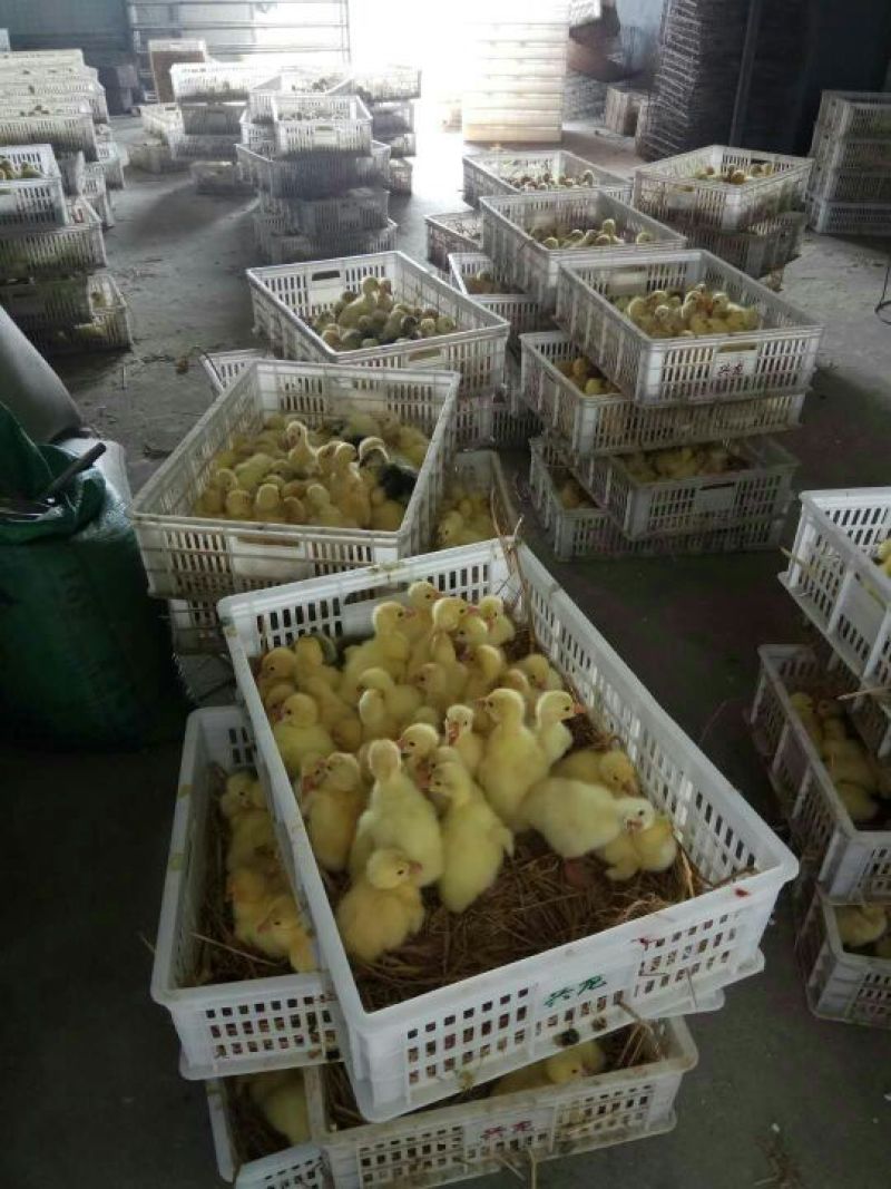 大白鹅杂交鹅