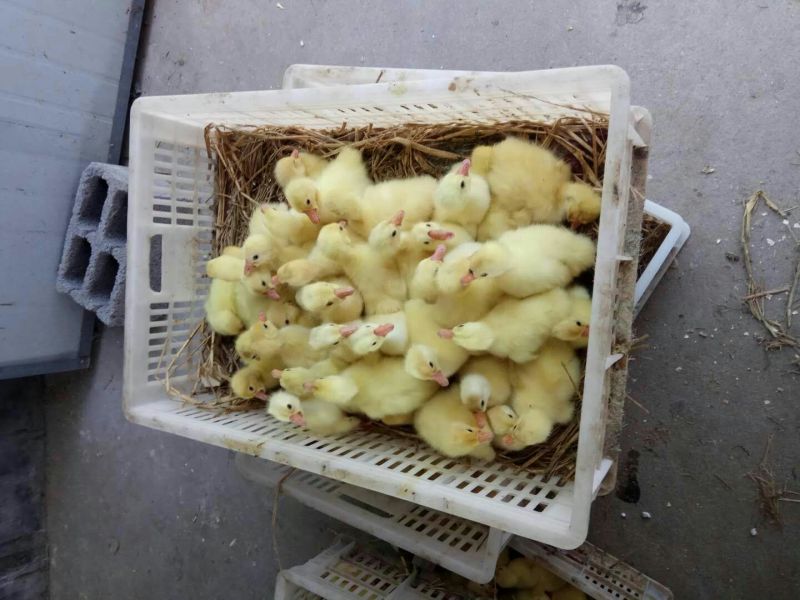 大白鹅杂交鹅