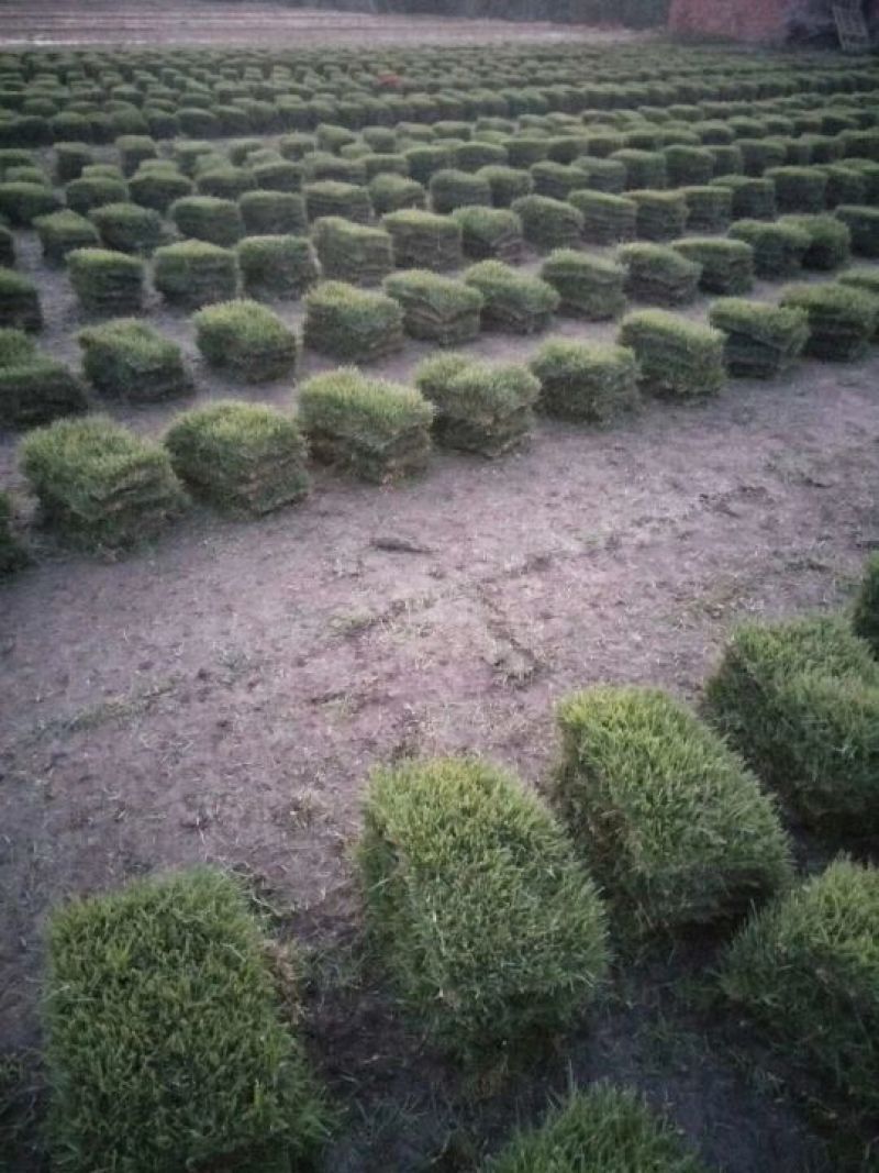 草皮