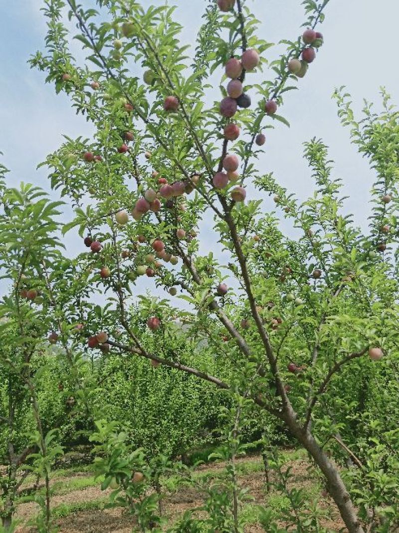 李子
