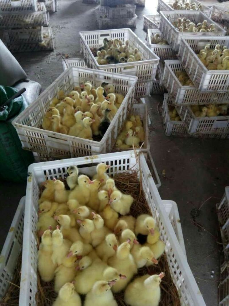 鹅苗三花鹅苗