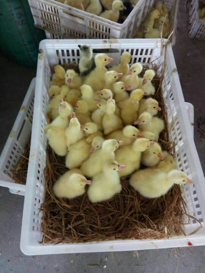 鹅苗三花鹅苗
