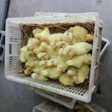 鹅苗三花鹅苗