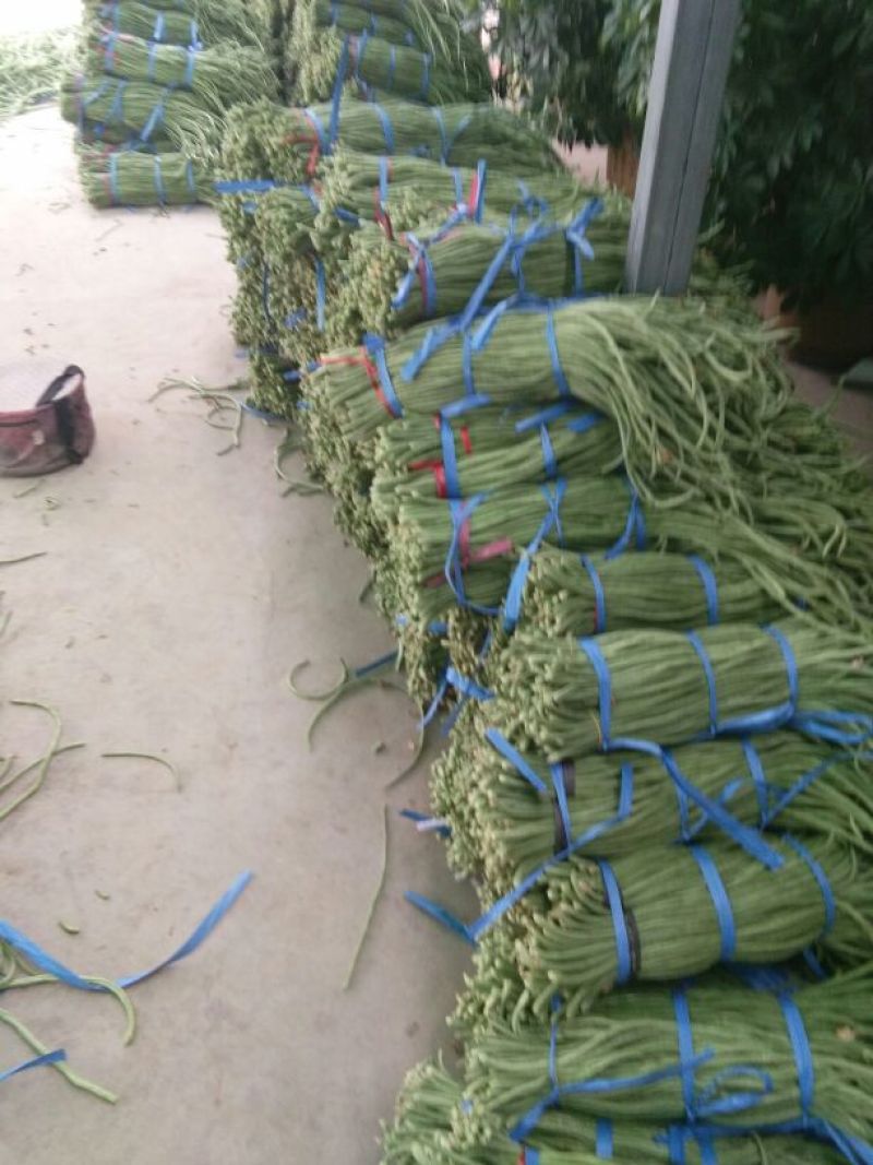 【精选】长豆角70厘米以上大量有货产地直销质优价廉！