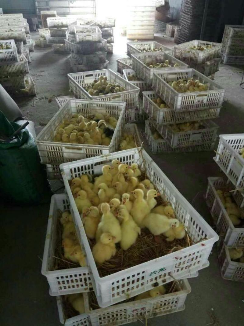 鹅苗狮头鹅苗