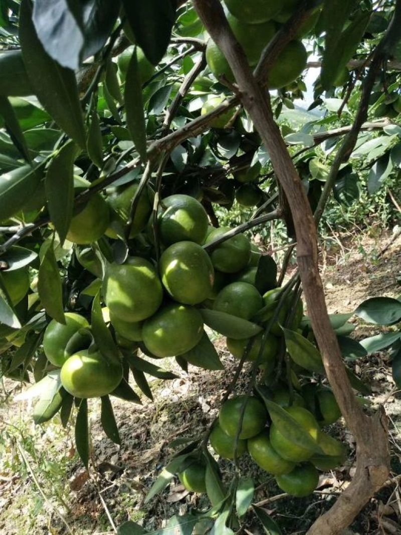 云南蜜橘、云南特早蜜桔，青果