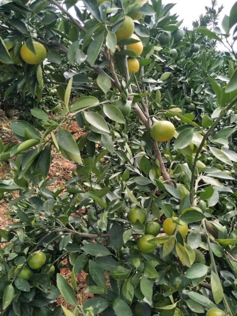 云南蜜橘、云南特早蜜桔，青果