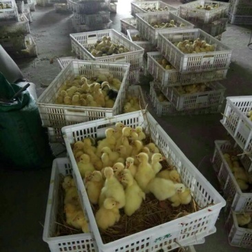 鹅苗扬州鹅苗