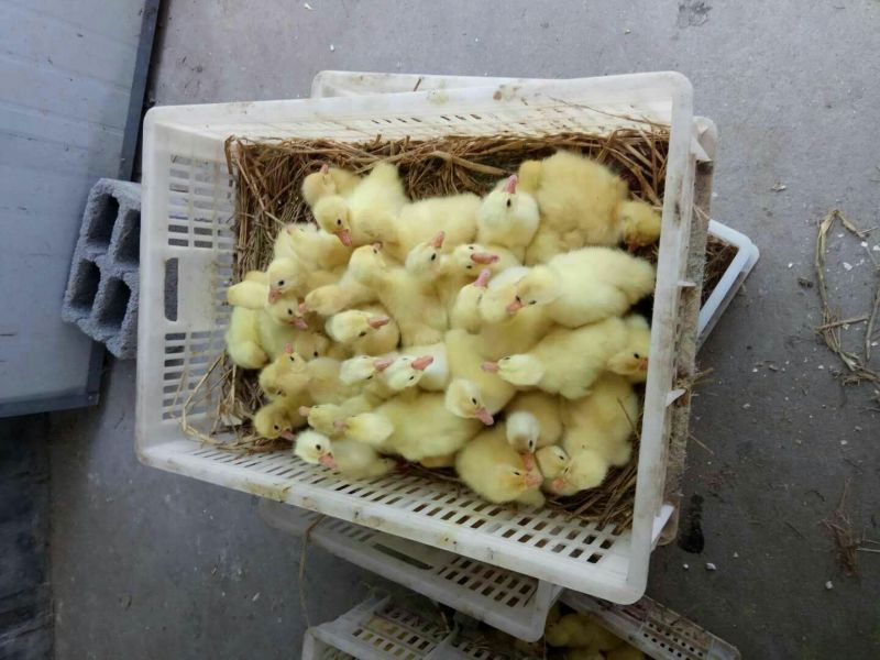 鹅苗扬州鹅苗