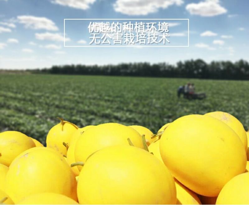 民勤甜蜜瓜，金红宝，西州蜜电商，市场代发代办支持一件代发