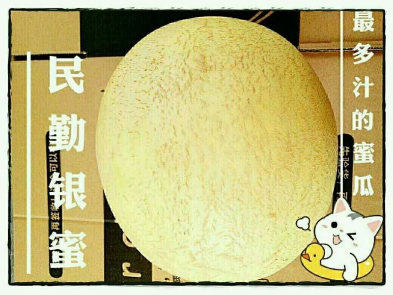民勤甜蜜瓜，金红宝，西州蜜电商，市场代发代办支持一件代发