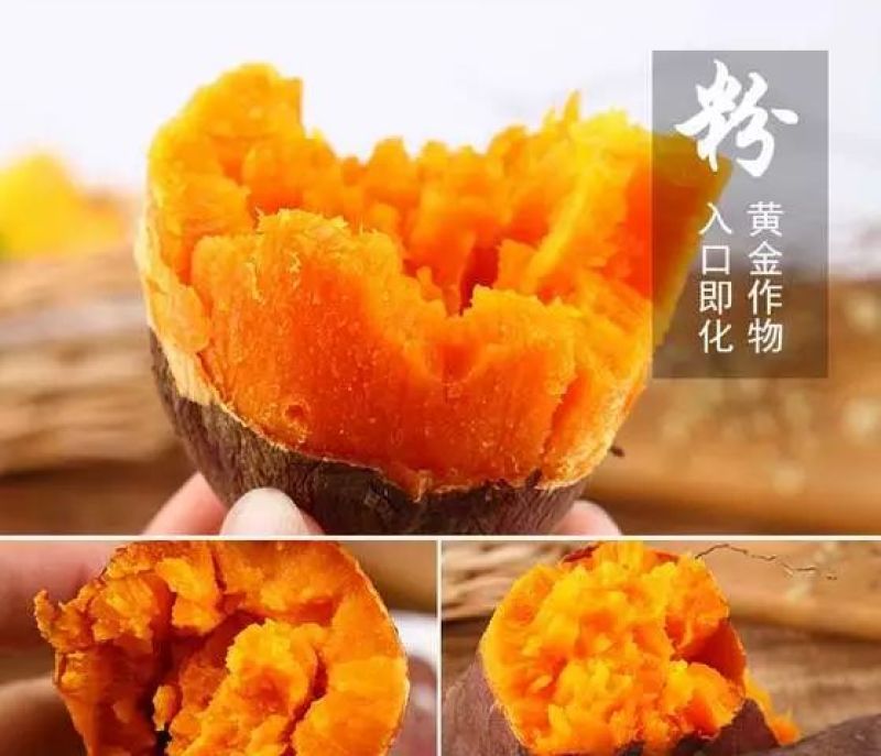 西瓜红红薯苗