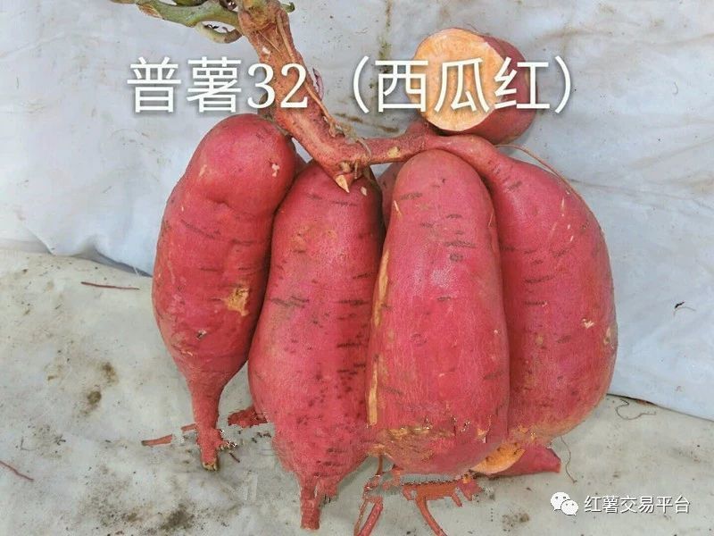 西瓜红红薯苗
