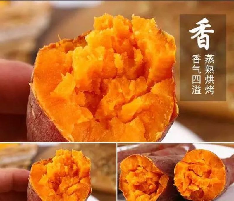 西瓜红红薯苗