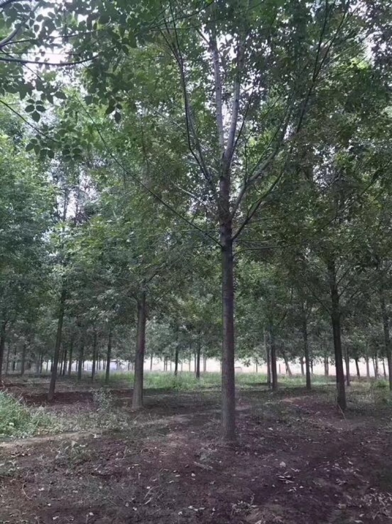 速生白蜡10~12cm10~12cm