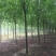 速生白蜡10~12cm10~12cm