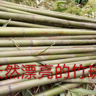 竹竿菜园搭架大小竹子