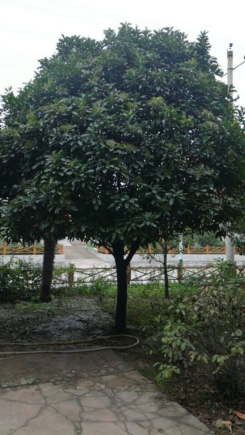 精品石楠