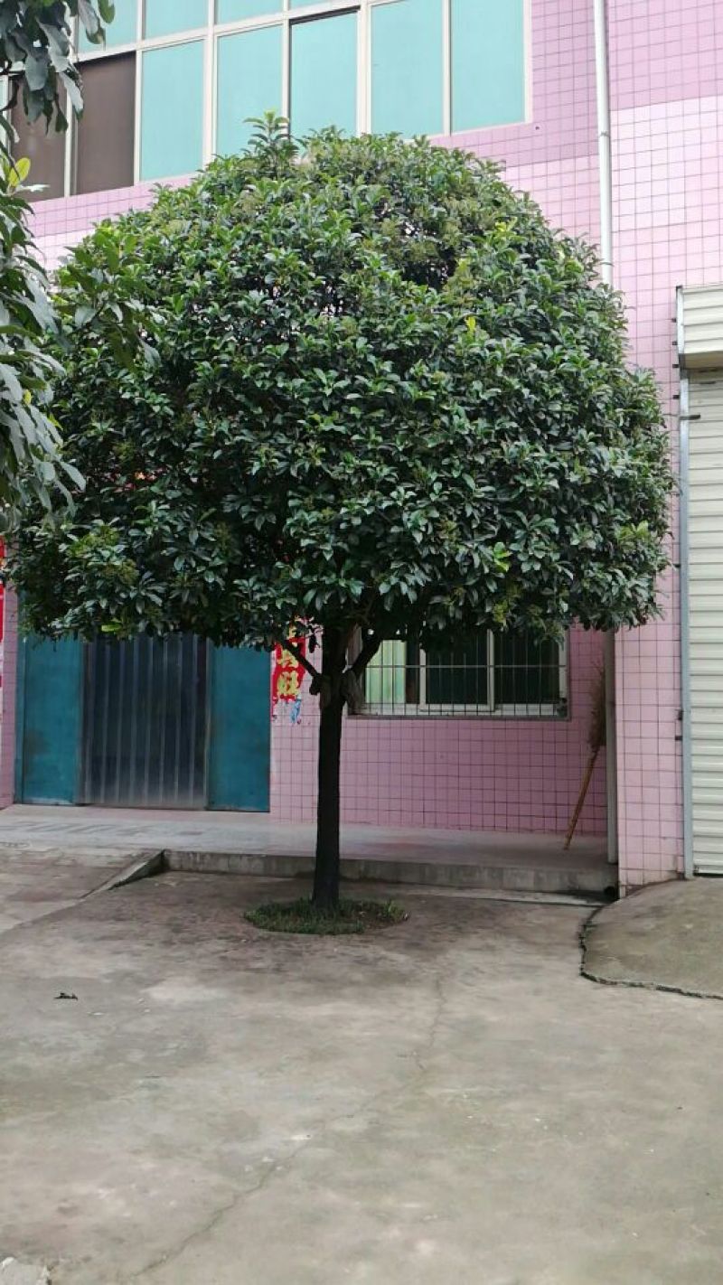精品石楠