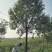 白蜡树12~14cm12~14cm