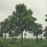 白蜡树12~14cm12~14cm