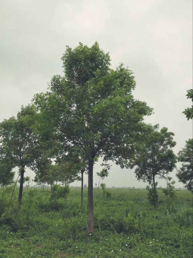 白蜡树12~14cm12~14cm