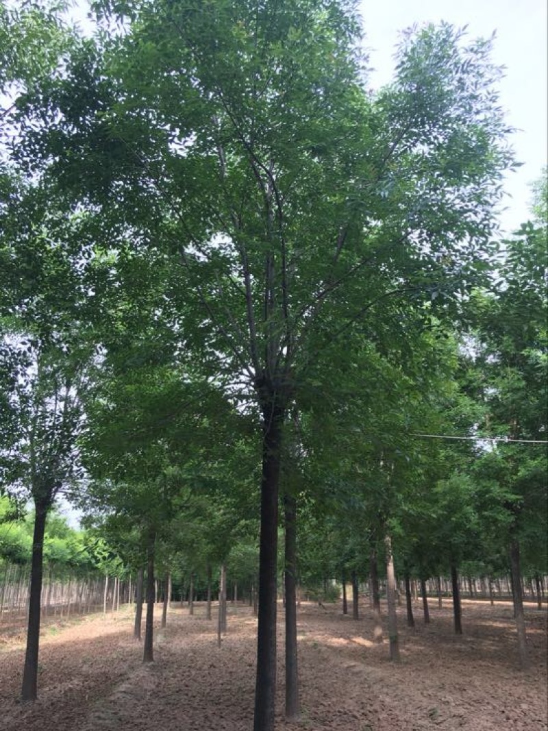 白蜡树12~14cm12~14cm