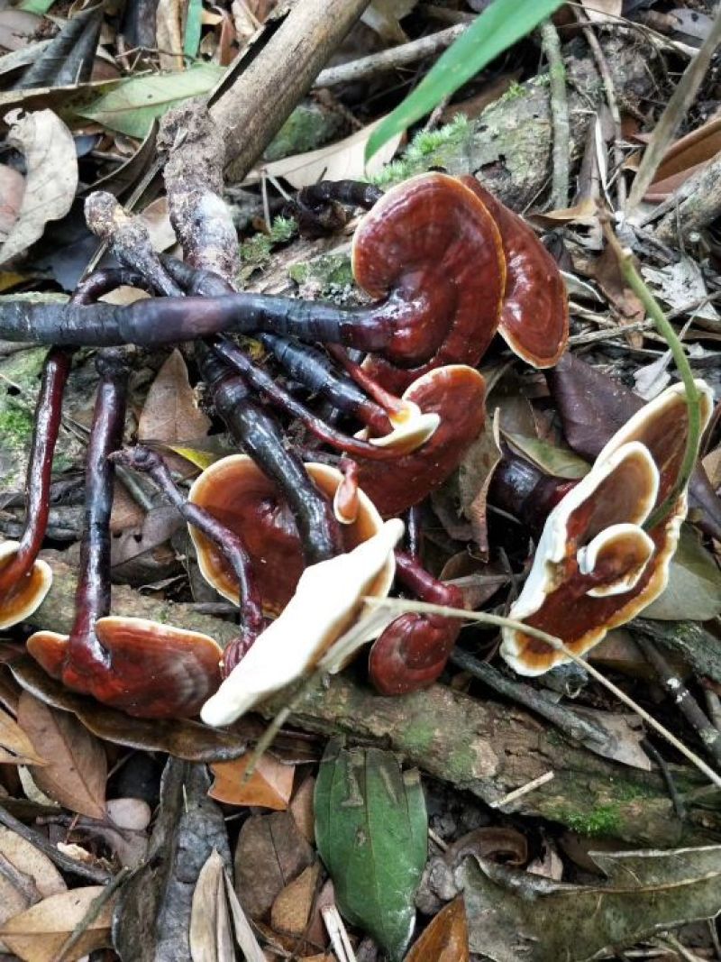 野生排峰蜜，土蜂蜜，灵芝