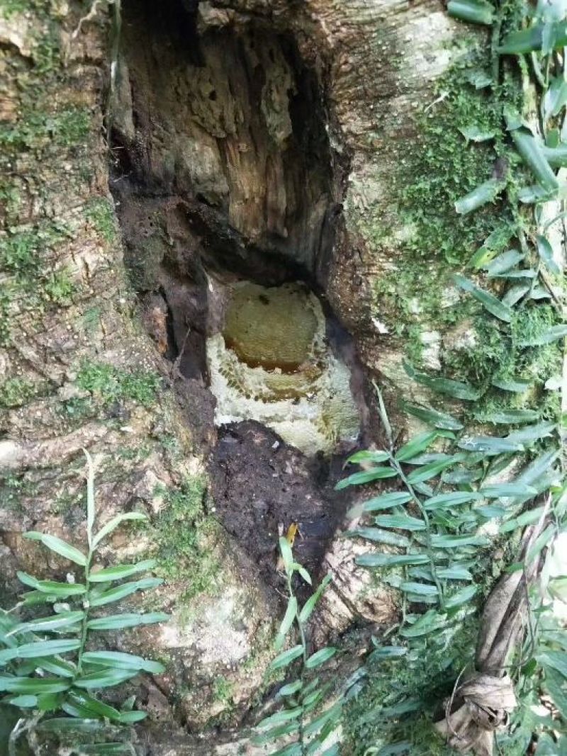 野生排峰蜜，土蜂蜜，灵芝