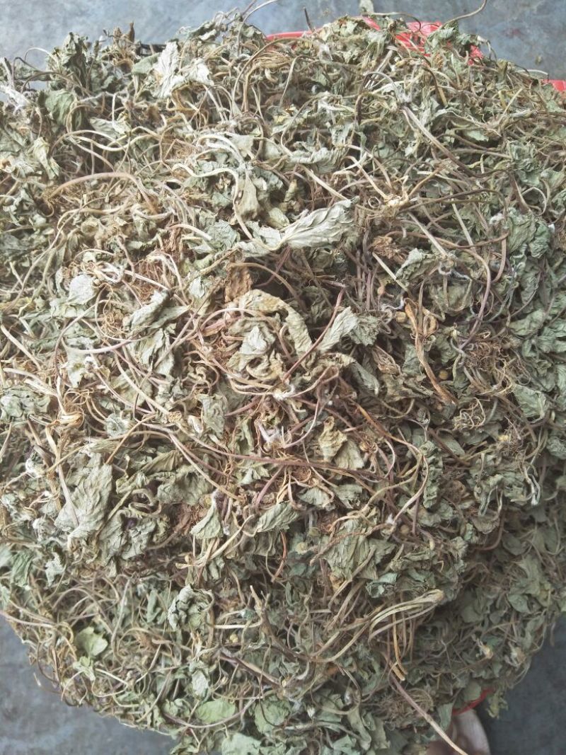 积雪草又叫雷公根