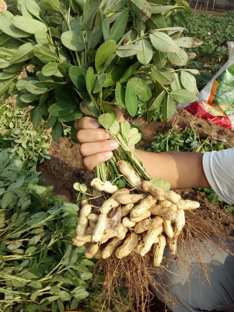 花生鲜货基地直供，带壳四粒红花生，支持视频看货