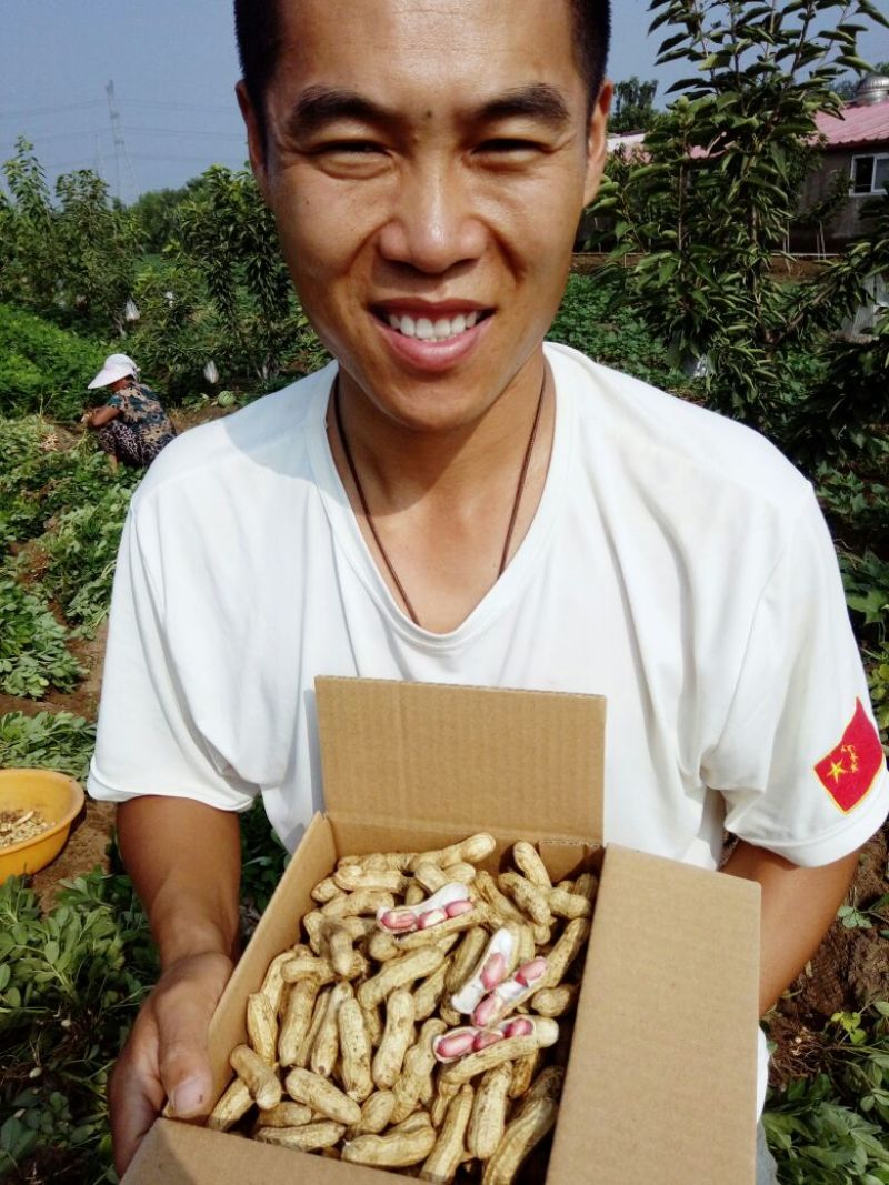 花生鲜货基地直供，带壳四粒红花生，支持视频看货