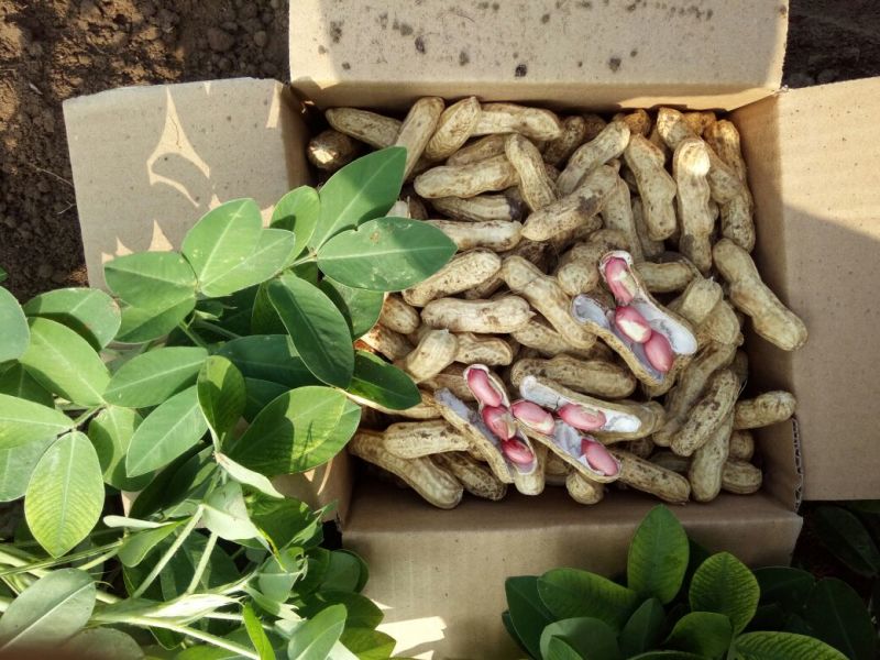 花生鲜货基地直供，带壳四粒红花生，支持视频看货