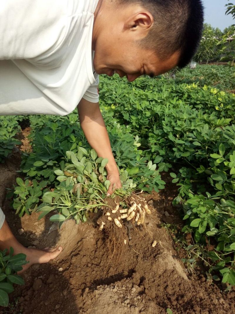 花生鲜货基地直供，带壳四粒红花生，支持视频看货