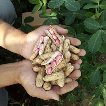 花生鲜货基地直供，带壳四粒红花生，支持视频看货