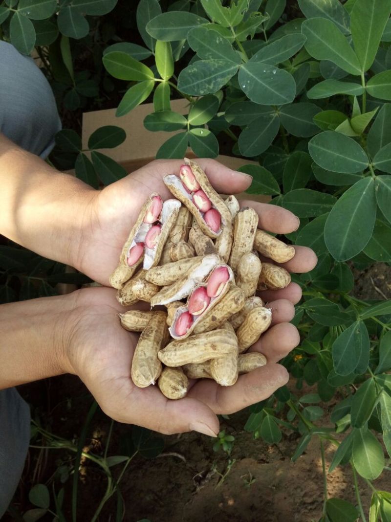 花生鲜货基地直供，带壳四粒红花生，支持视频看货