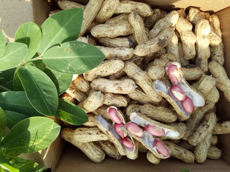 花生鲜货基地直供，带壳四粒红花生，支持视频看货