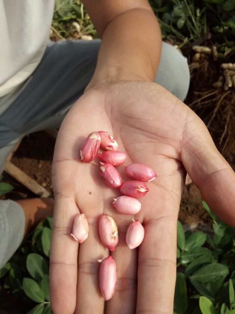 花生鲜货基地直供，带壳四粒红花生，支持视频看货