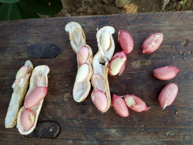花生鲜货基地直供，带壳四粒红花生，支持视频看货
